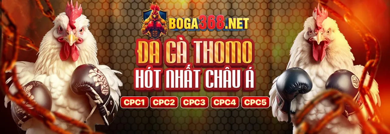 Hình ảnh Đá gà one88 sống động