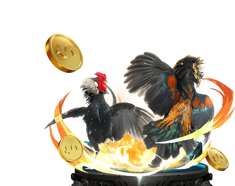 Hình ảnh một trận đá gà truyền thống đang diễn ra